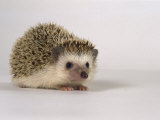 Four-Toed Hedgehog Lámina fotográfica por Les Stocker