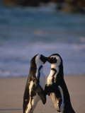 African Penguins Showing Affection Photographic Print by Stuart Westmoreland