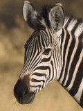 Burchells Zebra, Close-up Portrait, Botswana (August) Lámina fotográfica por Mark Hamblin