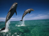 Stuart Westmoreland - Bottlenose Dolphins, Tursiops Truncatus - Fotografik Baskı