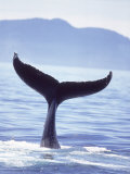 Humpback Whale's Tail Going Into the Water Photographic Print by Stuart Westmorland