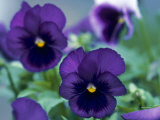 Pansy Photographic Print by Tony Ruta