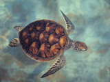 Green Turtle, Java, Indian Ocean Fotografie-Druck von Gerard Soury