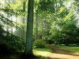 Mark Bolton - Woodland Garden in Autumn, Atmospheric Sunlight Through Trees onto Path, October - Fotografik Baskı