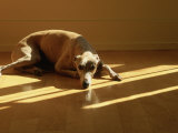 Whippet Photographic Print by Jacque Denzer Parker