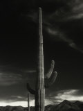 Cactus in Capitol Reef National Park, Utah Photographic Print by David Wasserman