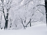Central Park Covered in Snow, NYC Photographic Print by Shmuel Thaler