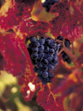 Grapes Ready for Harvest, Napa Valley, CA Photographic Print by Robert Houser