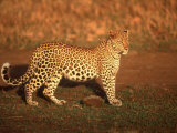 Kenya, Africa, Leopard, Panthera Pardus Photographic Print