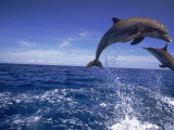 Bottlenose Dolphins, Tursiops Truncatus Photographic Print by Stuart Westmoreland