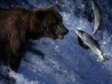 Grizzly Bear and Salmon, Brooks Falls, Katmai, AK Photographie par Kyle Krause