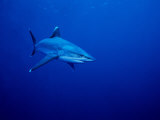 Silvertip Shark, Swimming, Polynesia Photographie par Gerard Soury