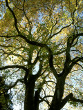 Platanus Orientalis, November Lámina fotográfica por Mark Bolton