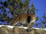 Amur Leopard, Panthera P Orientalis Photographie par D. Robert Franz