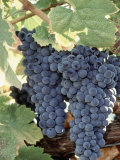 Wine Grapes Photographic Print by Mark Gibson