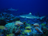 Blacktip Reef Sharks, Swimming, Polynesia Photographie par Gerard Soury