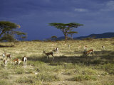 Grants Gazelle, Kenya Lámina fotográfica
