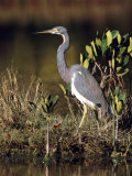 Tricolored Heron Standing Near Water Photographic Print