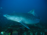 Tiger Shark, Swimming, South Africa Photographie par Gerard Soury