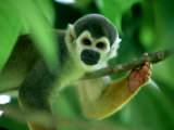 Squirrel Monkey, Looking, Colombian Amazon Stampa fotografica di Patricio Robles Gil Squirrel Monkey, Looking, Colombian Amazon Stampa fotografica di Patricio Robles Gil