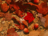 Fallen Leaves and Acorn Seeds Photographic Print by Steven Emery