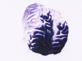 Brain Photographic Print by Fogstock Llc 