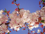 Cherry Blossom Photographic Print by Rudi Von Briel