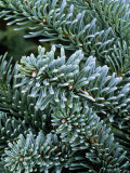 Abies Procera Abies Procera