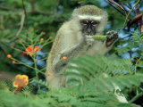 Vervet Monkey, Zimbabwe Photographic Print by Olaf Broders