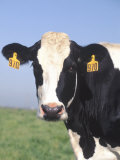Cow Stampa fotografica di Inga Spence Cow Stampa fotografica di Inga Spence