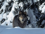 Gray Wolf Standing in Snow Covered Landscape Photographic Print by Lynn M. Stone