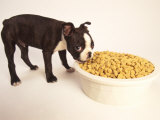 Boston Terrier Puppy Eating from Huge Bowl Photographic Print by Fogstock Llc 