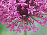Allium Hollandicum Allium Hollandicum