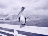Florida Pelican on Daytona Beach Pier, FL Photographic Print by Walter Bibikow