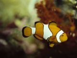 Clown Fish, Great Barrier Reef, Australia Photographic Print by Ernest Manewal