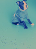 Boston Terrier Puppy Sitting with Sweater Lámina fotográfica por Fogstock Llc Boston Terrier Puppy Sitting with Sweater Lámina fotográfica por Fogstock Llc