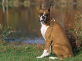 Boxer Dog Near a Pond Photographic Print by Lynn M. Stone