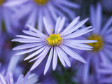 Aster Pyrenaeus "Lutetia" Photographic Print by Lynn Keddie