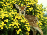 White-Tailed Deer, Fawn, Montana Photographic Print by Alan And Sandy Carey