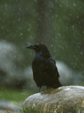 Raven, Perched on Rock in Falling Snow, Yellowstone National Park, USA Photographic Print by Mark Hamblin