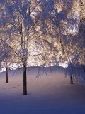Snowy Light Trees, Anchorage, Alaska Photographic Print by Mike Robinson