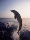 Dolphins Jumping in the Ocean Photographie par Stuart Westmoreland