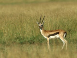 Thompsons Gazelle, Masai Mara NR, Kenya Lámina fotográfica por Steve Turner