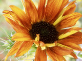 Sunflower Reprodukcja zdjęcia autor Mark Bolton Sunflower Reprodukcja zdjęcia autor Mark Bolton