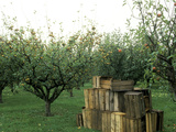 Apple Orchard, Apple Collecting in Wooden Boxes Photographie par Michele Lamontagne