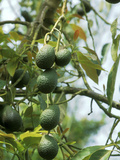 Avocado (Persea Americana) Fruit on Plant Lámina fotográfica por Michele Lamontagne