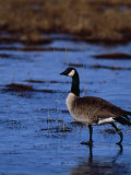 Canadian Goose in Water, CO Photographic Print by Elizabeth DeLaney