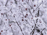 Winnipeg Manitoba, Canada Winter Scenes Lámina fotográfica por Keith Levit
