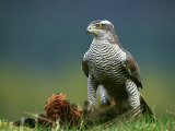 Goshawk, Feeding on Pheasant, Scotland Photographie par Mark Hamblin