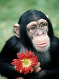Chimpanzee Holding a Red Flower 写真プリント - リチャード・スタックス